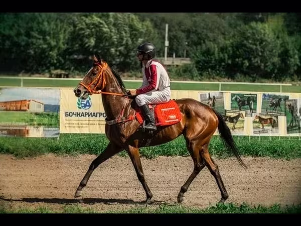 Mare, Arabian horse