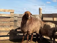 Oveja, Kazakh fat-tailed coarsewool sheep — foto 2