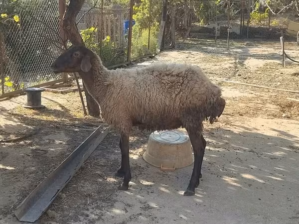 Sheep, Sheep