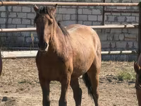 حصان, Mugalzhar horse — الصورة 7