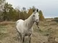 Caballo, Horse breed — foto 6