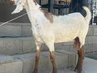 Cabra, Beetal goats — foto 4