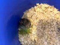 Cüce hamster və tam dəst aksesuarlar Qefes ile biryerde satılır 2-3 — Foto 2