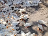Ducks — foto 2