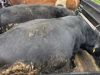 母牛, Cattle — 照片 1