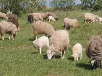 公羊, Edilbay sheep — 照片 6