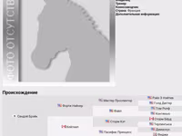 Hengst, Thoroughbred horse — Foto 7