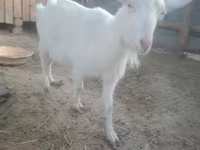 Ziege, Russian White goat — Foto 1