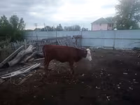 Rinder (Partie, Geschlecht nicht angegeben), Simmental cattle — Foto 3