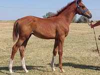 Hengst, Thoroughbred horse — Foto 2