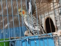 HAZİR BALA VEREN CUTLERDİ - Növ: Nimfa (Cockatiel) cütü – biri boz/aq — фото 3
