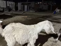 Ziege, Nubian Goat — Foto 4