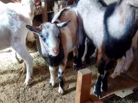 Cabra, Cabras — foto 1