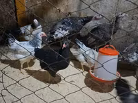 Chickens — الصورة 3
