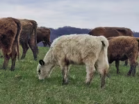 Cow, Galloway cow — photo 5