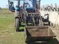 Toro, Cabeza Blanca Ucraniana — foto 2