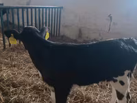 Сиыр, Simmental cattle — 3-сурет