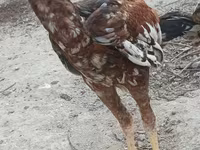 Chickens — 3-rasm