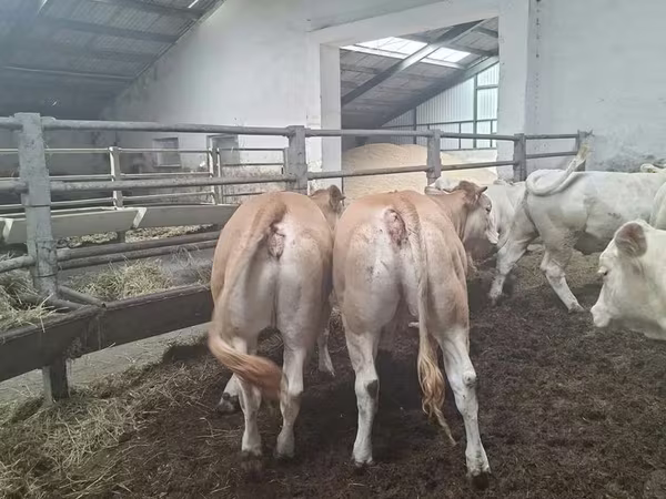 İnək, Blonde d’Aquitane cattle