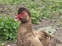 Ducks — Foto 1