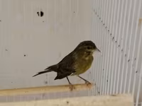 Daimi qus isi ile mesqul olanlar biler bu qiymete erkek bulbul esla — foto 3