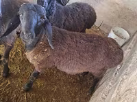 母羊, Sheep — 照片 7