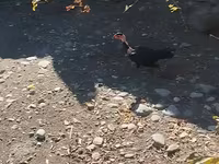 Guinea fowl — 1-rasm