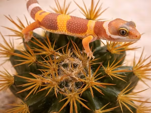 Leopard gekko – narıncı çalarların üstünlük təşkil etdiyi gözoxşayan