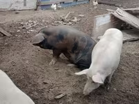 Boar, Pigs — photo 6