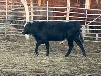 Bulle, Aberdeen-Angus — Foto 1