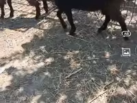 Cabro, Cabras — foto 2