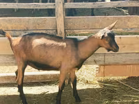 公山羊, Alpine goat — 照片 2