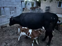 Сиыр, Latvian Blue cattle — 2-сурет