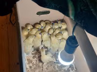 Ducks — 1-rasm