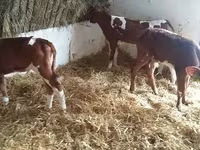 Bulle, Simmental cattle — Foto 1