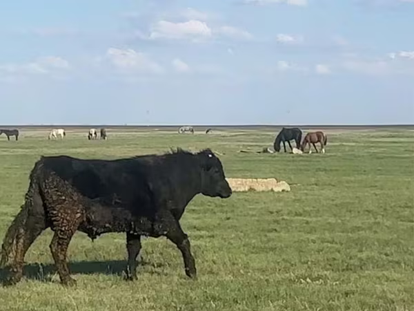 Bulle, Aberdeen-Angus