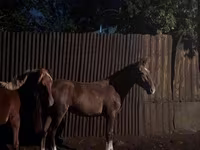 Caballo, Kazakh horse — foto 3