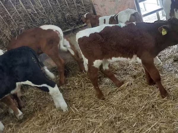 Bull, Simmental cattle