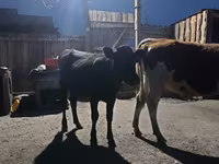 Rinder (Partie, Geschlecht nicht angegeben), Simmental cattle — Foto 6