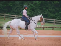 Stute, American paint horse — Foto 6