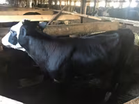 بقرة, Yaroslavl cattle — الصورة 1