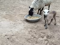 भेड़ें (लॉट, लिंग निर्दिष्ट नहीं), Romanov sheep — फ़ोटो 1