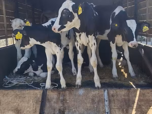 Kuh, Holstein-Rasse
