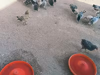 Chickens — الصورة 1