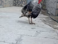 Кең төс ақ — 7-сурет