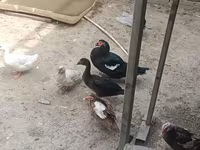 Ducks — foto 3