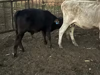 ثور, Simmental cattle — الصورة 8