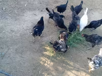 Chickens — photo 1