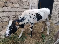 Kuh, Russian Black pied cattle — Foto 3