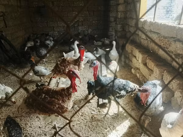 Turkeys